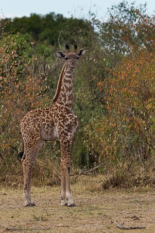 077 Tanzania, N-Serengeti, giraffe.jpg